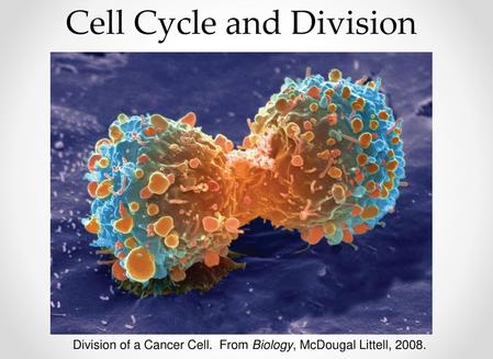 Cell Cycle and Division