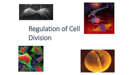 Regulation of Cell Division