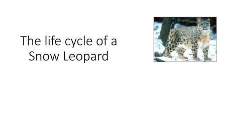 The life cycle of a Snow Leopard