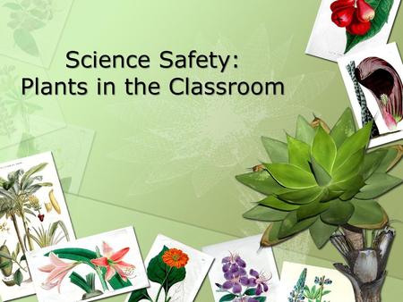 Science Safety: Plants in the Classroom