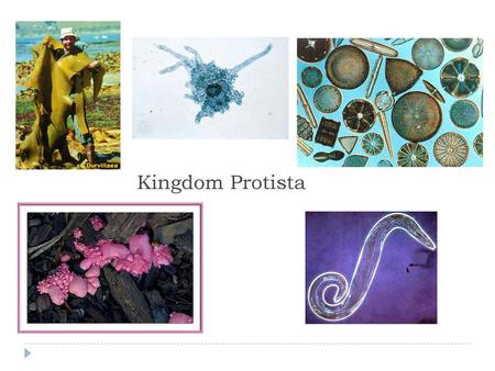 Kingdom Protista.