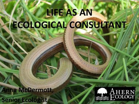 LIFE AS AN ECOLOGICAL CONSULTANT