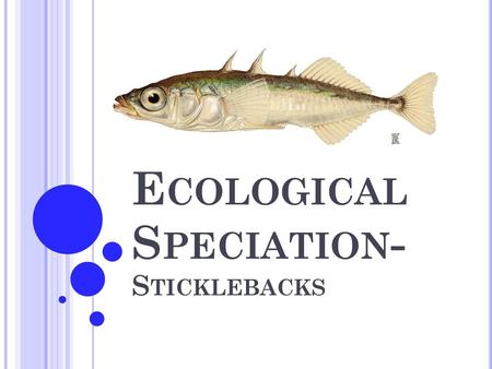 Ecological Speciation- Sticklebacks