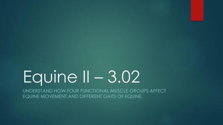 Equine II – 3.02 Understand how four functional muscle groups affect equine movement and different gaits of equine.