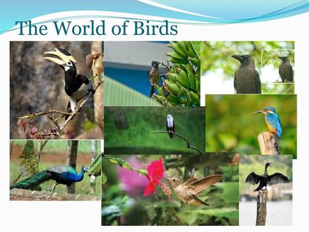 The World of Birds.