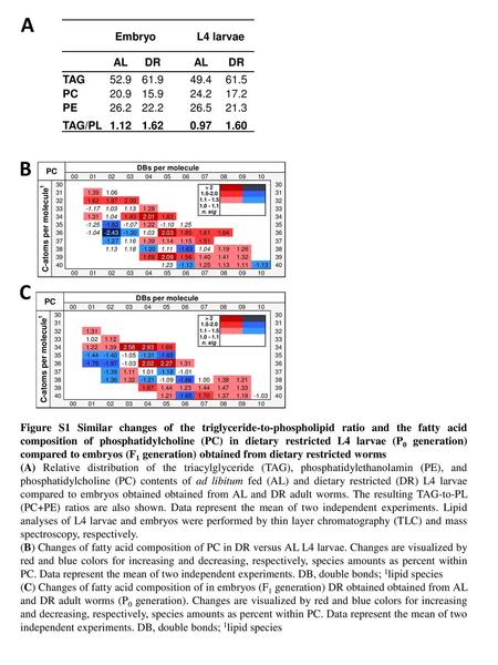 A B C Embryo L4 larvae AL DR TAG PC