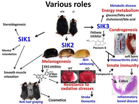 Various roles SIK3 SIK1 SIK2 Energy metabolism Condrogenesis