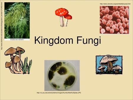 Kingdom Fungi http://www.utoronto.ca/greenblattlab/yeast.htm http://www.skidmore.edu/academics/biology/plant_bio/lab13.FUNGI.html Kingdom Fungi http://cc.ysu.edu/eohs/bulletins/images/thumbs/Mold%20plate.JPG.