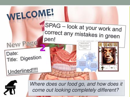 Welcome! SPAG – look at your work and correct any mistakes in green pen! New Page Date: Title: Digestion Underlined!!!! Where does our food go, and how.