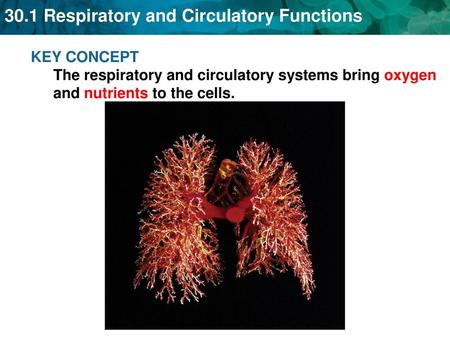 The circulatory system transports blood and other materials.