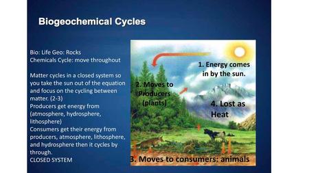 3. Moves to consumers: animals