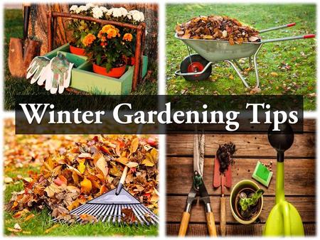 Winter Gardening Tips