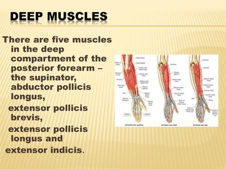 DEEP MUSCLES   There are five muscles in the deep compartment of the posterior forearm – the supinator, abductor pollicis longus, extensor pollicis brevis,