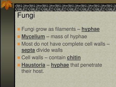 Fungi Fungi grow as filaments – hyphae Mycelium – mass of hyphae