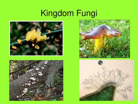 Kingdom Fungi.