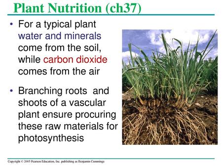 Plant Nutrition (ch37) For a typical plant water and minerals come from the soil,   while.