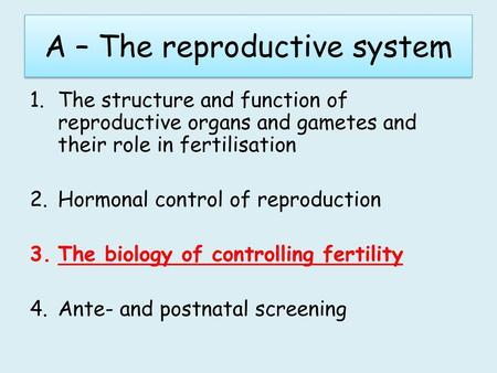 A – The reproductive system