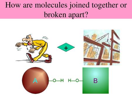 How are molecules joined together or broken apart?