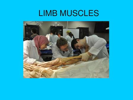 LIMB MUSCLES.