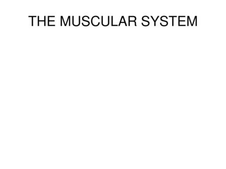 THE MUSCULAR SYSTEM.