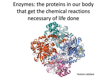 Enzymes: the proteins in our body that get the chemical reactions necessary of life done common enzyme found in nearly all living organisms which are exposed.