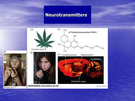 Neurotransmitters.