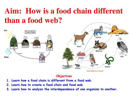 Aim: How is a food chain different than a food web?