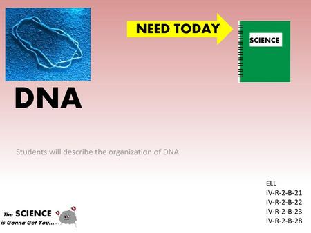 Students will describe the organization of DNA