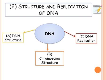 (2) Structure and Replication of DNA