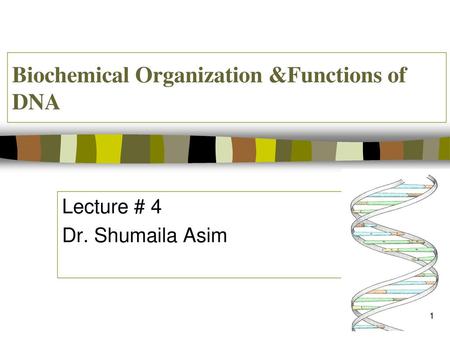 Biochemical Organization &Functions of DNA