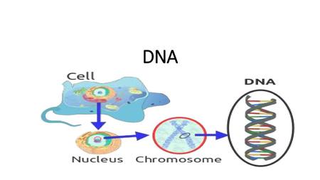 DNA ..