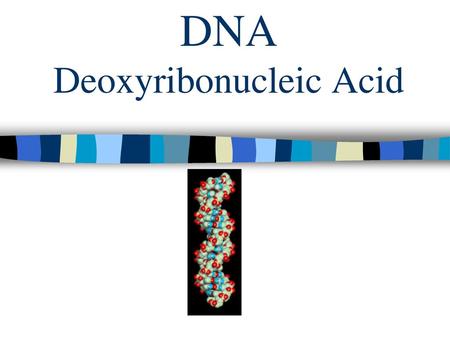 DNA Deoxyribonucleic Acid