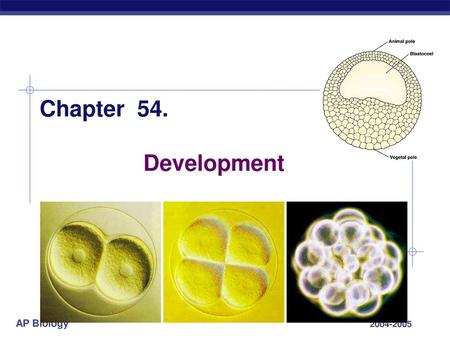 Chapter 54. Development 2004-2005.