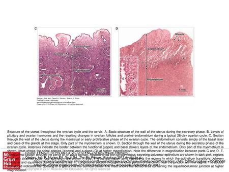 Structure of the uterus throughout the ovarian cycle and the cervix. A