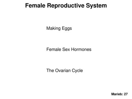 Female Reproductive System