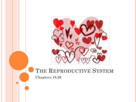 The Reproductive System