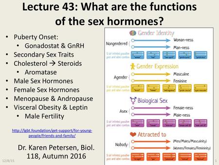 Lecture 43: What are the functions of the sex hormones?