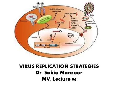 VIRUS REPLICATION STRATEGIES Dr. Sobia Manzoor MV, Lecture 06