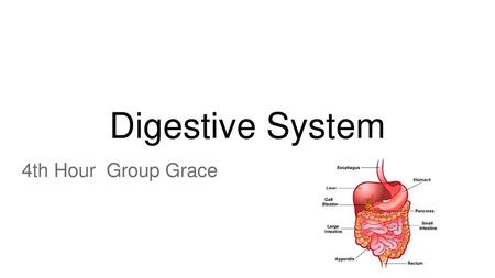 Digestive System 4th Hour Group Grace.