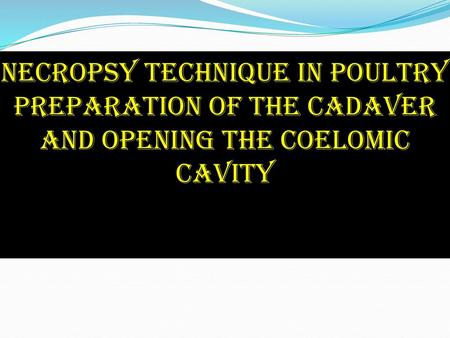 HOW TO NECROPSY A BIRD. Necropsy technique in poultry Preparation of the cadaver and opening the coelomic cavity.