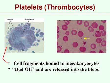 Platelets (Thrombocytes)