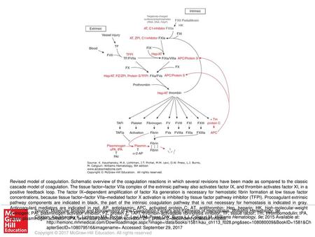 Revised model of coagulation