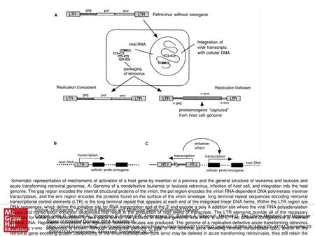 Schematic representation of mechanisms of activation of a host gene by insertion of a provirus and the general structure of leukemia and leukosis and acute.