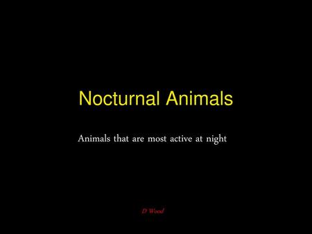 Animals that are most active at night D Wood