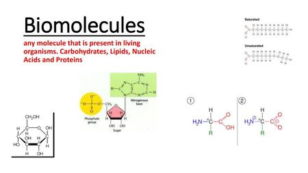 Biomolecules any molecule that is present in living organisms. Carbohydrates, Lipids, Nucleic Acids and Proteins.