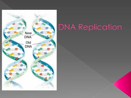 DNA Replication.