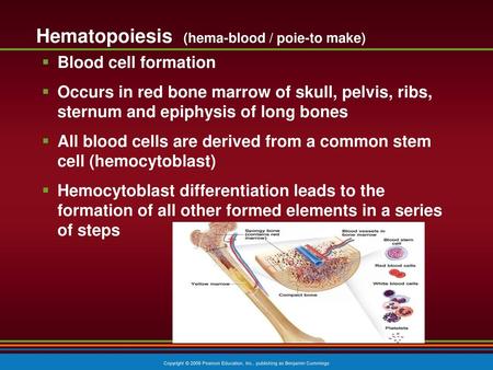 Hematopoiesis (hema-blood / poie-to make)