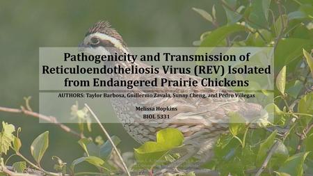 Pathogenicity and Transmission of Reticuloendotheliosis Virus (REV) Isolated from Endangered Prairie Chickens AUTHORS: Taylor Barbosa, Guillermo Zavala,