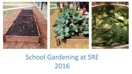 School Gardening at SRE