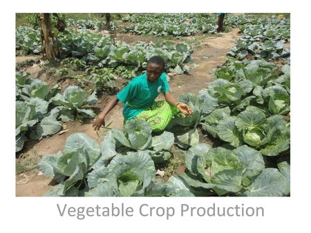 Vegetable Crop Production